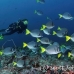 surgeonfish_razor_gor_h_0018_ecu1522.jpg